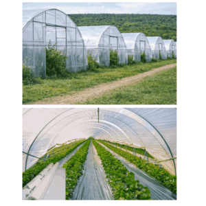 Agrofilm